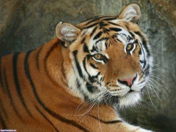 Фото тигра, красивые обои с тигром 1600x1200 пикселей, , 1600x1200, тигр, полосы, взгляд, кошка