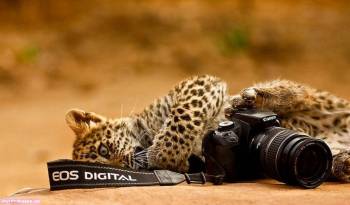 Леопард и фотоаппарат - прикольные обои животных, , леопард, фотоаппарат