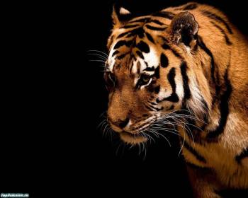 Обои тигр, красивые обои с тигром 1280x1024 пикселей, , 1280x1024, тигр, полосы, желтый, полосы
