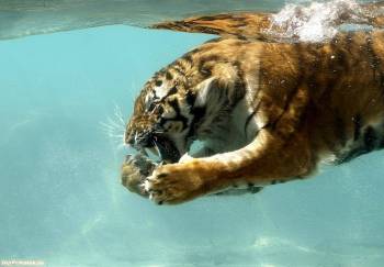 Тигр под водой, фото тигра 1280x890, , 1280x890, тигр, под водой, глубина, вода, кошка, хищник