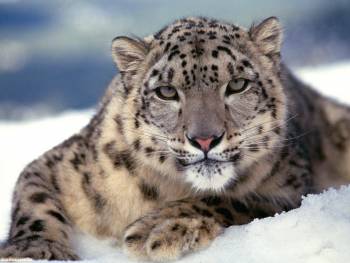 Снежный барс фото, красивые обои с хищниками, , хищник, снежный барс, белый, снег, зима, кошка