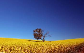 Красивые обои природы скачать бесплатно, , поле, желтый, синий, голубой, цветы, дерево