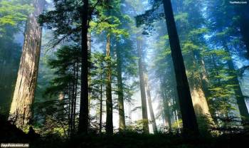 Фото лес, красивые обои - лес в туманной дымке, , туман, лес, природа, голубой, зеленый