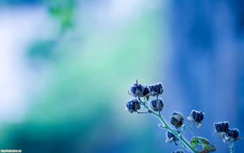 Обои 1680x1050 - природа, голубые цветочки, , цветок, голубой, 1680x1050, природы