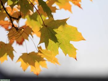Желтые листья - красивы обои осень 1600x1200, , 1600x1200, осень, лист, желтый