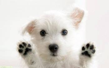 Фото щенок, обои 1280x800 со щенком, , щенок, собака, белый