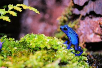 Синяя лягушка - большие обои животных, , синий, лягушка, зеленый, тропики