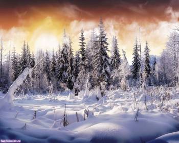 Обои зима, красивые зимние обои - заснеженный лес, , зима, лес, снег, ель