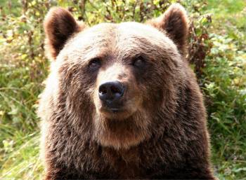 Бурый медведь - большое фото, , фото, бурый, медведь, трава