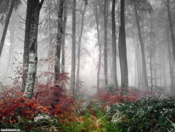 Бельшие обои природа - туманный лес, обои 1280x960, , 1280x960, туман, лес
