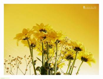 Желтые цветы - обои скачать бесплатно, , желтый, цветок