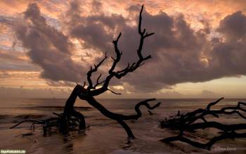 Мрачные темные обои - мертвое дерево на берегу моря, , дерево, ветка, море, розовый, закат, тучи, небо, вода, отражение