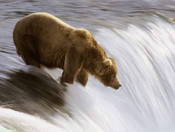 Фото бурого медведя на рыбалке, обои скачать 1600x1200, , бурый, медведь, река, течение, рыбалка
