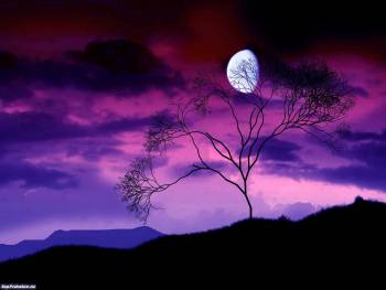 Фиолетовый вечер - скачать бесплатно обои природы, , фиолетовый, сиреневый, луна, дерево, вечер, небо, тучи
