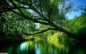 Красивые обои природа скачать бесплатно, , озеро, дерево, вода, отражение, зеленый, куст