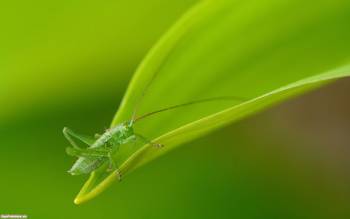 Фото кузнечик на листке - большие зеленые обои с кузнечиком, , кузнечик, насекомое, зеленый, лист