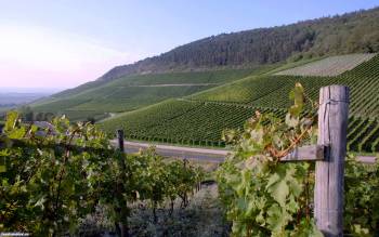 Виноградники в Германии, большие обои природы, , Германия, виноградник, поле, горы, зеленый, виноград