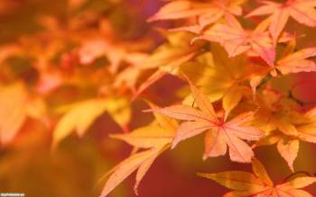 Кленовые листья - широкоформатные обои скачать, , клен, листья, оранжевый, осень