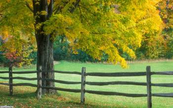 Ранняя осень, широкоформатные обои природы, , осень, дерево, забор, поле, желтый, зеленый