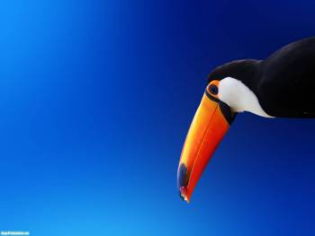Фото тукана - красивая птица на фоне синего неба, обои, , тукан, птица, синий