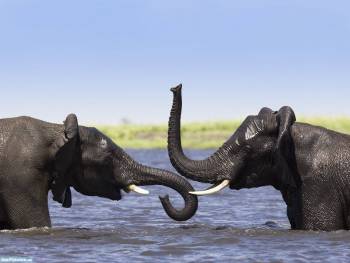 Слон фото - красивое фото со слонами большого размера, , слон, фото, река, купание, небо, голубой, серый, мокрый
