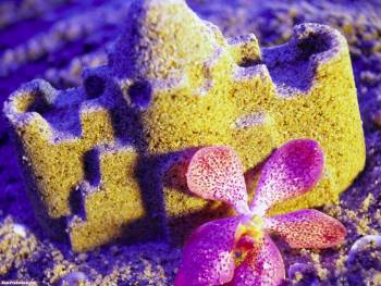 Замок из песка - большие обои скачать бесплатно, , замок, песок, цветок, желтый, розовый