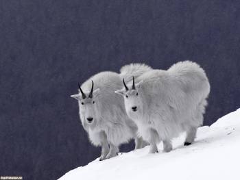 Горные козлы - обои на рабочий стол, , козел, горы, зима, снег, рога, мех