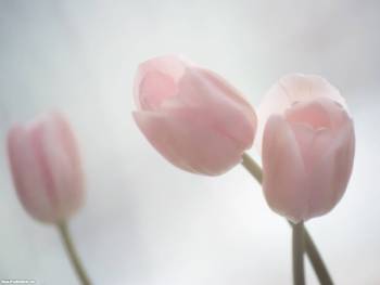 Фото - розовые тюльпаны, , тюльпан, цветы