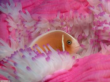 Рыбка-клоун в полипах, красивые розовые обои, , рыба, клоун, полип, океан, под водой