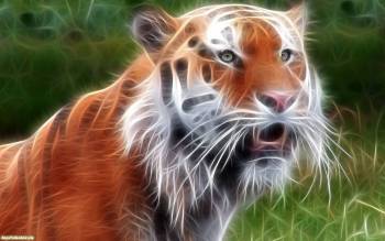 Фото тигра, обработка фото фотошопом, обои 1680x1050, , фото, тигр, хищник, кошка, полосы