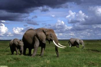 Африканский слон - обои животных скачать, , слон, Африка, поле, трава, небо, тучи