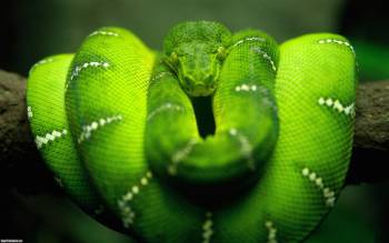 Зеленая змея, обои змей на рабочий стол, , змея, питон