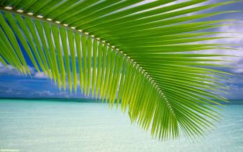 Обои - литья пальмы, широкоформатные обои пальмы, , пальма, лист, океан, небо, зелень, тропики, природа