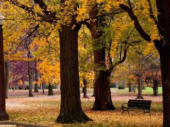 Осенние парк фото, большие обои на ваш рабочий стол, , осень, лавка, парк, дерево