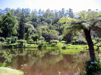 Озеро в парке - обои природы на ваш рабочий стол, , парк, озеро, пальма, лес, вода, отражение