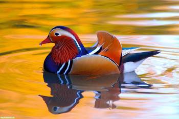 Утка-мандаринка, красивые обои с уточками, , утка, птица, вода, озеро, отражение, интерференция