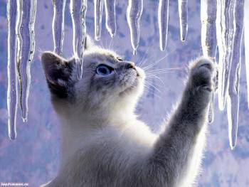Котенок играет с сосульками - светлые обои с котятами, , котенок, сосулька, зима, лед, кошка