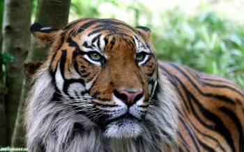 Тигр - широкоформатные обои с тигром, обои тигры, , тигр, полосы, джунгли, хищник