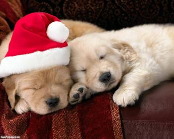 Новогодние обои - милые песики в новогодних шапках, , щенок, песик, Новый год, собака, сон