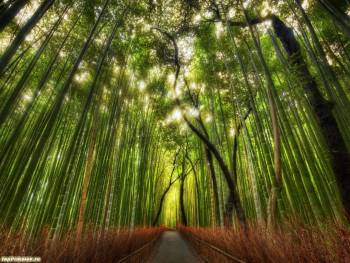Бамбуковый лес - большие обои природы, , природа, бамбук, лес, дорога