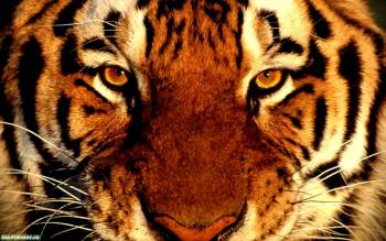 Обои тигр - крупным планом морда тигра, , тигр, глаза, хищник, полосы