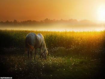 Обои с лошадью - красивый скакун на закате, , лошадь, закат, поле, туман, трава, природа