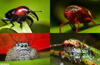 Макро-фото насекомых - красочные обои на рабочий стол, , жук, насекомые, кузнечик, долгоносик, паук