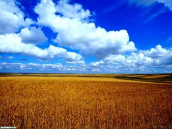 Шикарное небо и пшеничное поле - большие обои природы, , природа, поле, небо, облака, пшеница