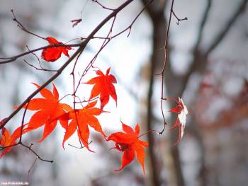 Осень пришла - красивые красные листья на ветке, , осень, листья, парк