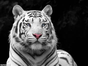 Белый бенгальский тигр - обои с тиграми, , тигр, хищник, полосы