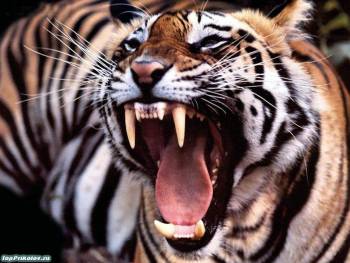 Тигриный оскал - обои с тигром, , тигр, оскал, клыки, рык, полосы, хищник