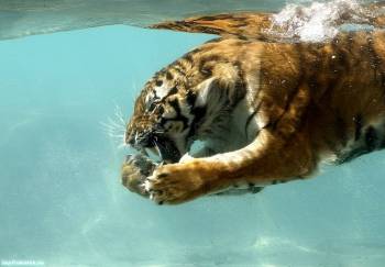 Тигр под водой - прикольные обои с тиграми, , под водой, тигр, хищник, вода