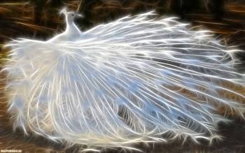 Павлин белого цвета - широкоформатные обои, , павлин, хвост, птица