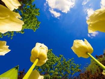 Желтые тюльпаны на фоне голубого неба, красивые обои, , цветы, тюльпан, небо, облака